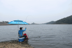 长江流域宜昌段因不法垂钓导致江豚歇息 